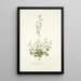 Saxifraga petaea - Nikolaus Joseph Freiherr von Jacquin — ingelijst kunstwerk aan de muur