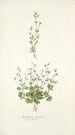 Saxifraga petaea - Nikolaus Joseph Freiherr von Jacquin — weergave van het kunstwerk