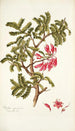 Schotia speciosa - Nikolaus Joseph Freiherr von Jacquin — weergave van het kunstwerk