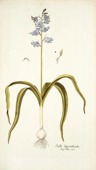 Nikolaus Joseph Freiherr von Jacquin - Scilla hyacinthoides.webp
