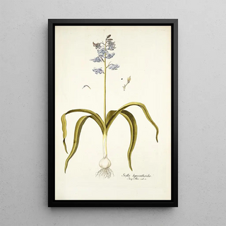 Nikolaus Joseph Freiherr von Jacquin - Scilla hyacinthoides.webp