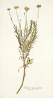 Senecio rosmarinifolius - Nikolaus Joseph Freiherr von Jacquin — weergave van het kunstwerk