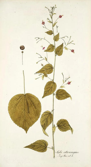 Nikolaus Joseph Freiherr von Jacquin - Sida atrosanguinea.webp