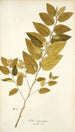 Sida carpinifolia - Nikolaus Joseph Freiherr von Jacquin — weergave van het kunstwerk