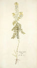 Sinapis millefolia - Nikolaus Joseph Freiherr von Jacquin — weergave van het kunstwerk