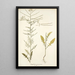 Sisymbrium pannonicum - Nikolaus Joseph Freiherr von Jacquin — ingelijst kunstwerk aan de muur