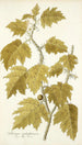 Solanum aculeatissimum - Nikolaus Joseph Freiherr von Jacquin — weergave van het kunstwerk