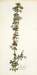 Solanum aggregatum - Nikolaus Joseph Freiherr von Jacquin — weergave van het kunstwerk