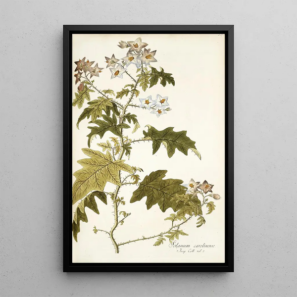 Nikolaus Joseph Freiherr von Jacquin - Solanum carolinense.webp