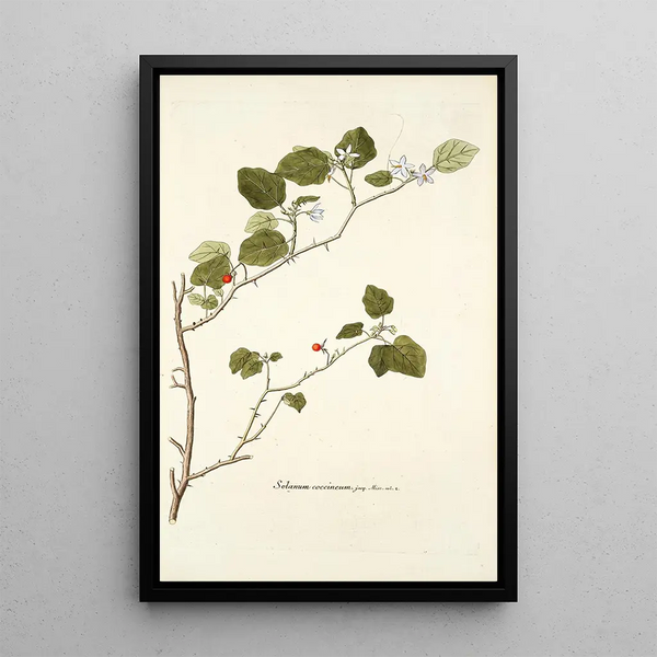 Nikolaus Joseph Freiherr von Jacquin - Solanum coccineum.webp