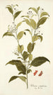 Solanum corymbosum - Nikolaus Joseph Freiherr von Jacquin — weergave van het kunstwerk
