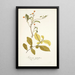 Solanum diphyllum - Nikolaus Joseph Freiherr von Jacquin — ingelijst kunstwerk aan de muur