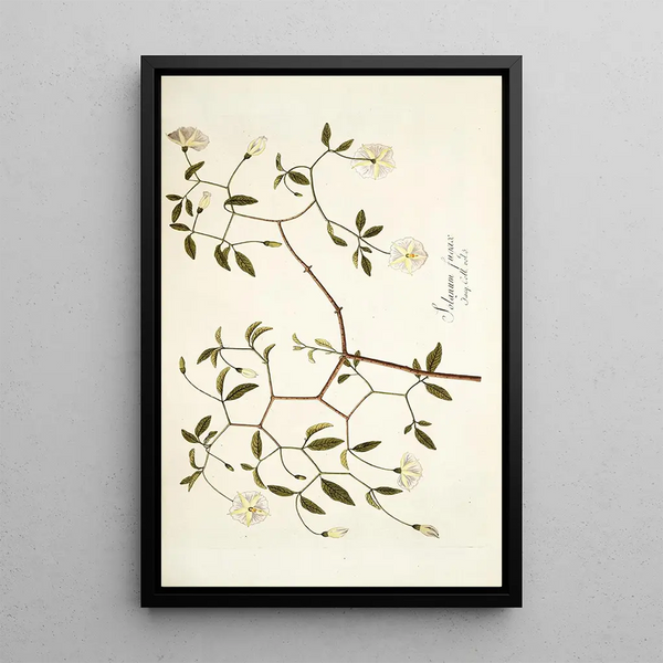 Nikolaus Joseph Freiherr von Jacquin - Solanum fugax.webp