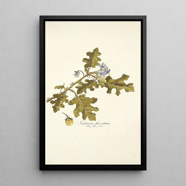 Nikolaus Joseph Freiherr von Jacquin - Solanum fuscatum.webp