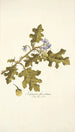Solanum fuscatum - Nikolaus Joseph Freiherr von Jacquin — weergave van het kunstwerk