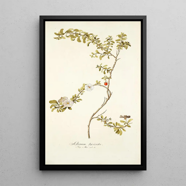 Nikolaus Joseph Freiherr von Jacquin - Solanum lycioides.webp