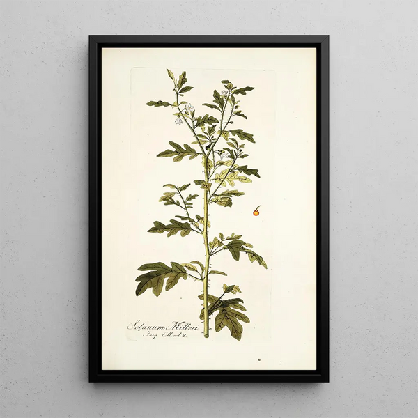 Nikolaus Joseph Freiherr von Jacquin - Solanum milleri.webp