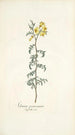 Solanum peruvianum - Nikolaus Joseph Freiherr von Jacquin — weergave van het kunstwerk