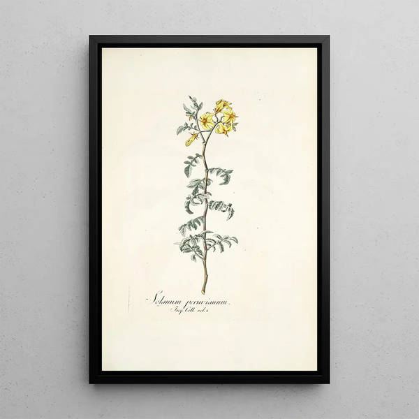 Nikolaus Joseph Freiherr von Jacquin - Solanum peruvianum.webp