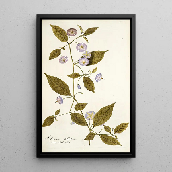 Nikolaus Joseph Freiherr von Jacquin - Solanum stellatum.webp