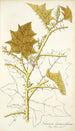 Solanum stramonifolium - Nikolaus Joseph Freiherr von Jacquin — weergave van het kunstwerk