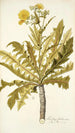 Sonchus fruticosus - Nikolaus Joseph Freiherr von Jacquin — weergave van het kunstwerk