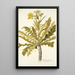 Sonchus fruticosus - Nikolaus Joseph Freiherr von Jacquin — ingelijst kunstwerk aan de muur