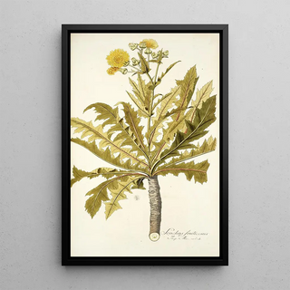 Nikolaus Joseph Freiherr von Jacquin - Sonchus fruticosus.webp