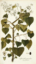 Spananthe paniculata - Nikolaus Joseph Freiherr von Jacquin — weergave van het kunstwerk