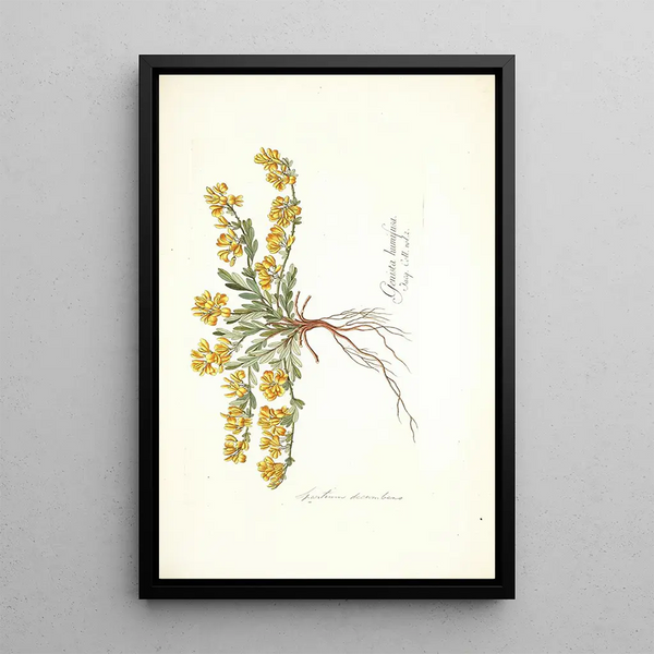 Nikolaus Joseph Freiherr von Jacquin - Spartium decumbens.webp