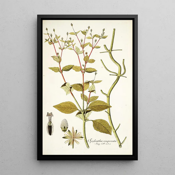 Nikolaus Joseph Freiherr von Jacquin - Spilanthus exasperata.webp