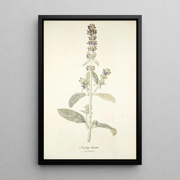 Nikolaus Joseph Freiherr von Jacquin - Stachys lanata.webp