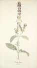 Stachys lanata - Nikolaus Joseph Freiherr von Jacquin — weergave van het kunstwerk