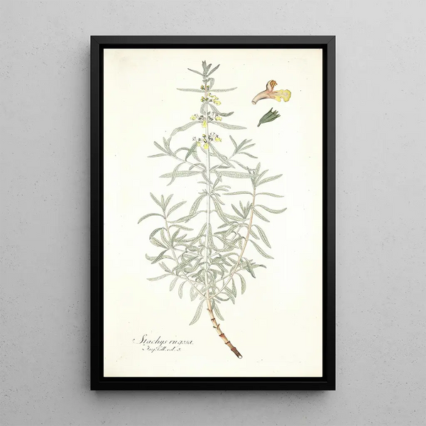 Nikolaus Joseph Freiherr von Jacquin - Stachys rugosa.webp