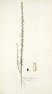 Stellera passerina - Nikolaus Joseph Freiherr von Jacquin — weergave van het kunstwerk