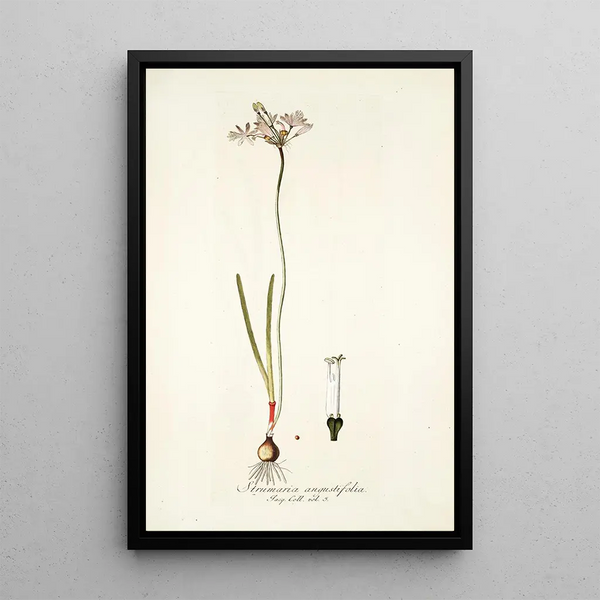 Nikolaus Joseph Freiherr von Jacquin - Strumaria angustifolia.webp