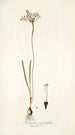 Strumaria angustifolia - Nikolaus Joseph Freiherr von Jacquin — weergave van het kunstwerk