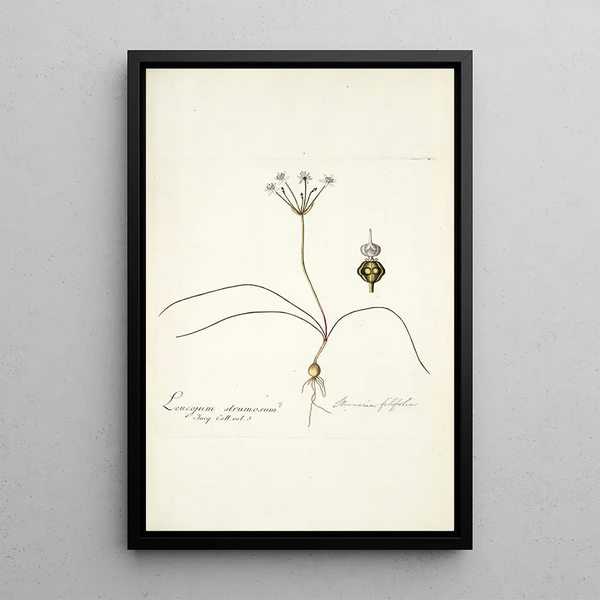 Nikolaus Joseph Freiherr von Jacquin - Strumaria filifolia.webp