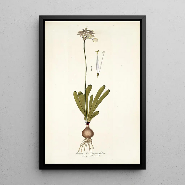 Nikolaus Joseph Freiherr von Jacquin - Strumaria linguaefolia.webp