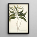 Tabernaemontana persicariaefolia - Nikolaus Joseph Freiherr von Jacquin — ingelijst kunstwerk aan de muur