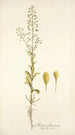 Thlaspi alliaceum - Nikolaus Joseph Freiherr von Jacquin — weergave van het kunstwerk