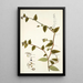 Tradescantia multiflora - Nikolaus Joseph Freiherr von Jacquin — ingelijst kunstwerk aan de muur