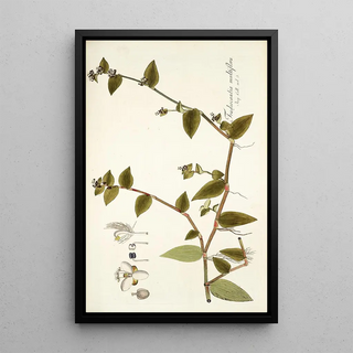 Nikolaus Joseph Freiherr von Jacquin - Tradescantia multiflora.webp