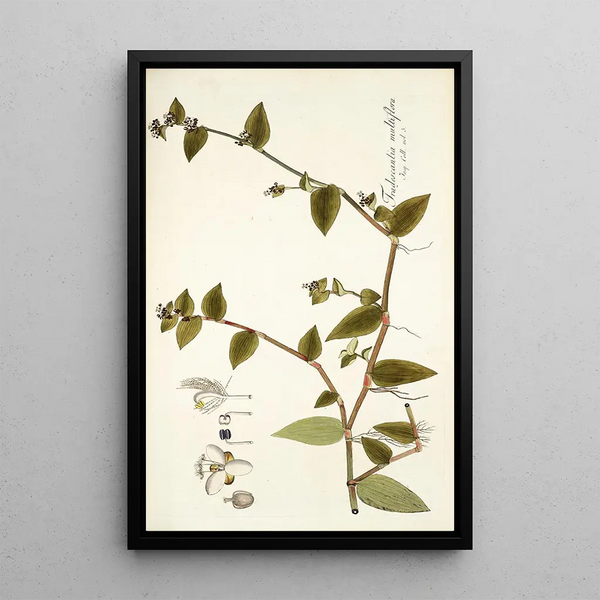Nikolaus Joseph Freiherr von Jacquin - Tradescantia multiflora.webp
