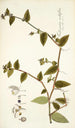 Tradescantia multiflora - Nikolaus Joseph Freiherr von Jacquin — weergave van het kunstwerk