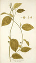Tragia involucrata - Nikolaus Joseph Freiherr von Jacquin — weergave van het kunstwerk