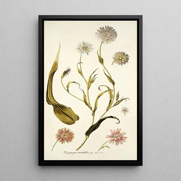 Nikolaus Joseph Freiherr von Jacquin - Tragopogon mutabilis.webp
