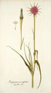 Tragopogon porrifolius - Nikolaus Joseph Freiherr von Jacquin — weergave van het kunstwerk