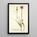 Tragopogon porrifolius - Nikolaus Joseph Freiherr von Jacquin — ingelijst kunstwerk aan de muur