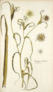 Tragopogon undulatus - Nikolaus Joseph Freiherr von Jacquin — weergave van het kunstwerk